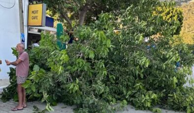 Ören’de Kafe Önünde Devrilen Ağaç 4 Kişiyi Yaraladı