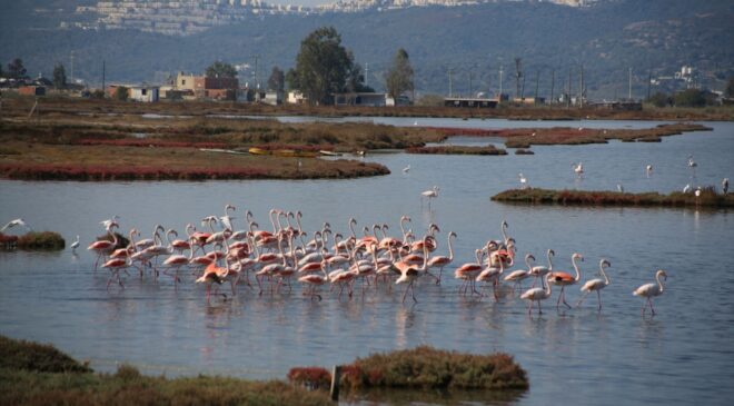 Milas’ın Tuzla Sulak Alanı Sonbaharda Flamingolarla Renklendi