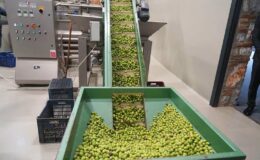 Milas Bölgesinde Üretim Azlığı ve Talep Artışıyla Zeytinyağı Fiyatları 600 TL’ye Ulaşabilir