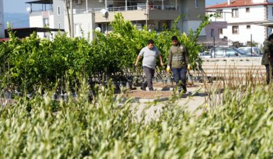 Milas’ta Üreticilere 4 Bin 410 Meyve Fidanı Dağıtıldı